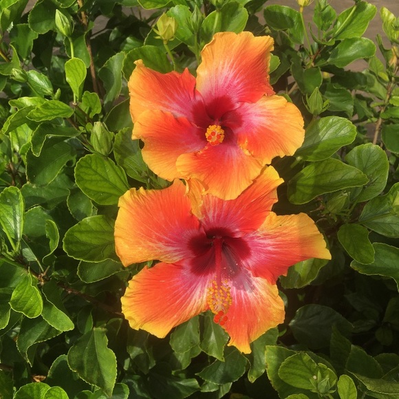 Meet your Posher, Lauren - Picture 1 of 1